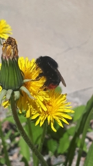 Bombus lapidarius