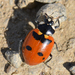 American Five-spotted Lady Beetle - Photo (c) robertweeden, some rights reserved (CC BY-NC), uploaded by robertweeden