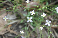 Houstonia caerulea