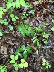 Sanicula smallii