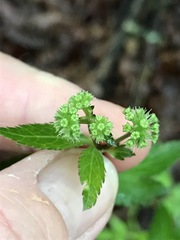 Sanicula smallii