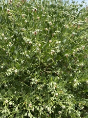 Zygophyllum fabago