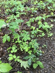 Sanicula smallii
