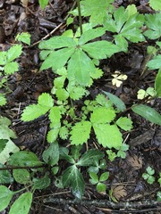 Sanicula smallii