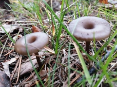 Arrhenia epichysium