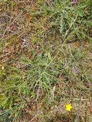 Asparagus prostratus