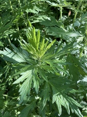 Artemisia vulgaris