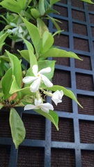 Trachelospermum