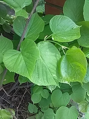 Tilia cordata
