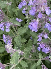 Nepeta racemosa racemosa