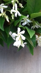Trachelospermum