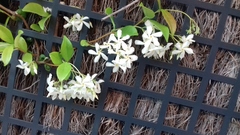 Trachelospermum