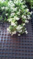 Trachelospermum