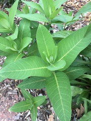 Asclepias syriaca