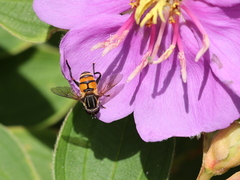 Mesembrius bengalensis