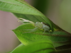 Massuria