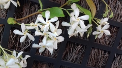 Trachelospermum