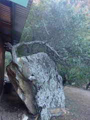 Diospyros lycioides lycioides