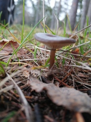 Arrhenia epichysium