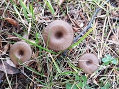 Arrhenia epichysium