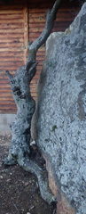 Diospyros lycioides lycioides
