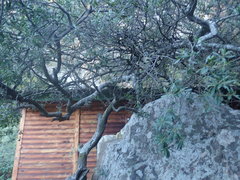 Diospyros lycioides lycioides