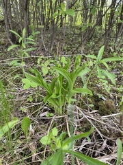Cypripedium parviflorum