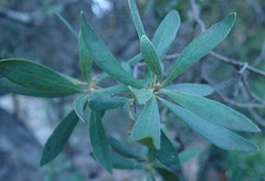 Diospyros lycioides lycioides