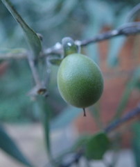 Diospyros lycioides lycioides