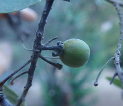 Diospyros lycioides lycioides