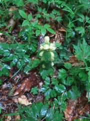 Lamium galeobdolon galeobdolon