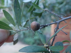 Diospyros lycioides lycioides