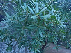 Diospyros lycioides lycioides