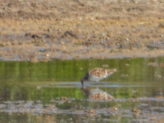 Calidris minuta