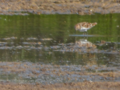 Calidris minuta
