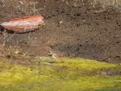 Charadrius hiaticula