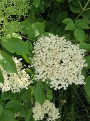 Sambucus nigra