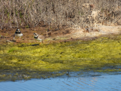 Charadrius hiaticula