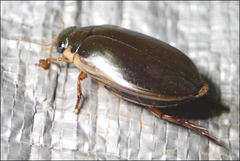 Onychohydrus scutellaris