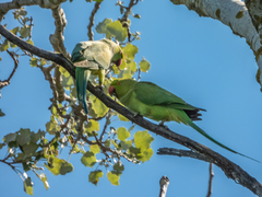 Psittacula krameri