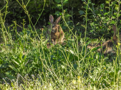 Oryctolagus cuniculus