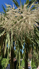 Cordyline australis