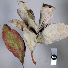 Erysiphe azaleae