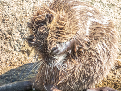 Myocastor coypus