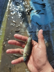 Dormitator latifrons