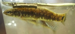Umbra pygmaea
