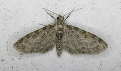 Eupithecia fletcherata