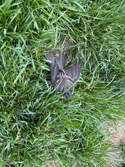 Passeriformes