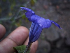 Ruellia californica
