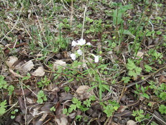 Cardamine trifida